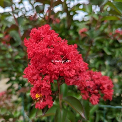 Lagerstroemia indica 'Dynamite' ® C4L 40/60