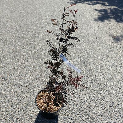 Zanthoxylum piperitum Black Magic