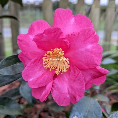 Camellia sasanqua 'Belinda'