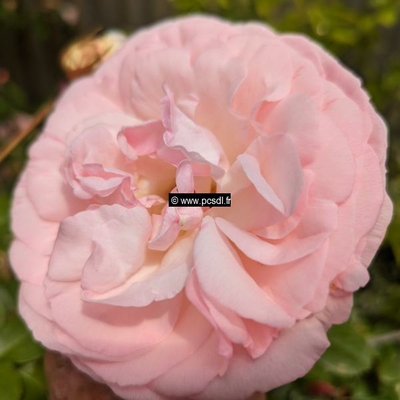 Rosa clg Pierre de Ronsard