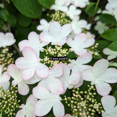 Viburnum plicatum Pinkawai (3)