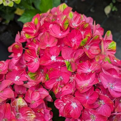Hydrangea macrophylla Rosso Glory (1)