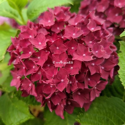 Hydrangea macrophylla 'Deep Purple Dance' ®  C4L 20/40