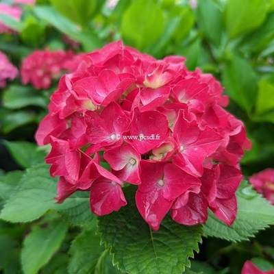 Hydrangea macrophylla Ruby Tuesday (2)