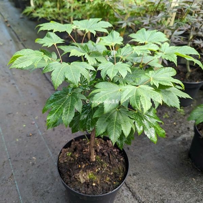 Acer japonicum Vitifolium