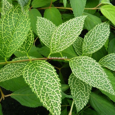 Forsythia viridissima var. koreana 'Kumson' ® C4L 40/60
