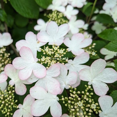 Viburnum plicatum Pinkawai (3)
