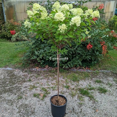 Hydrangea paniculata 'Limelight' ® C15L tige 90cm