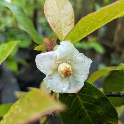 Stewartia pteropetiolata (2)