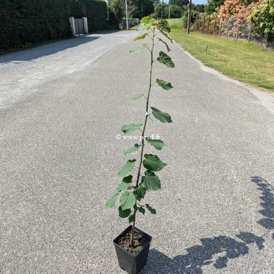 Tilia tomentosa