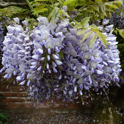 Wisteria formosana Caroline (1)