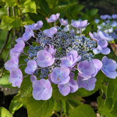 Hydrangea macrophylla Nanping