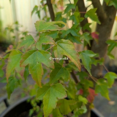 Acer buergerianum (6)
