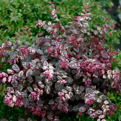 Loropetalum chinense rubrum Jazz Hands Variegated (2)