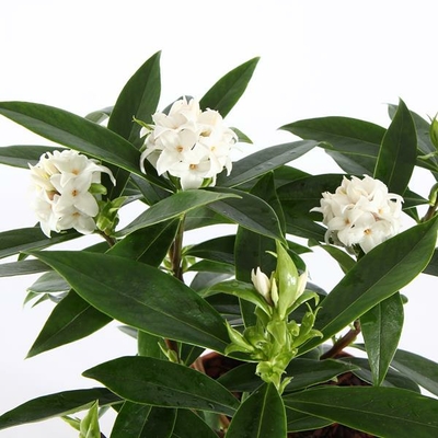 Daphne Perfume Princess White (3)