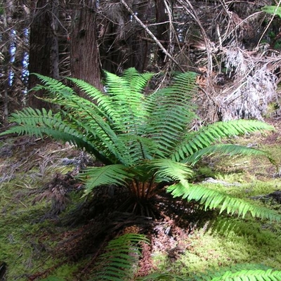 Dryopteris wallichiana
