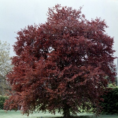 Fagus sylvatica Purpurea (2)