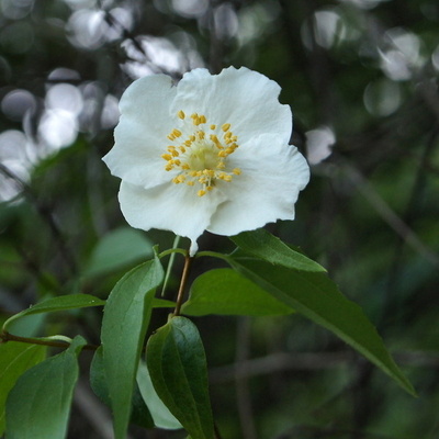 Philadelphus mexicanus