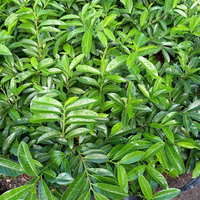 Prunus laurocerasus (1)