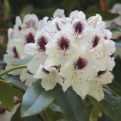 Rhododendron x Sappho (2)