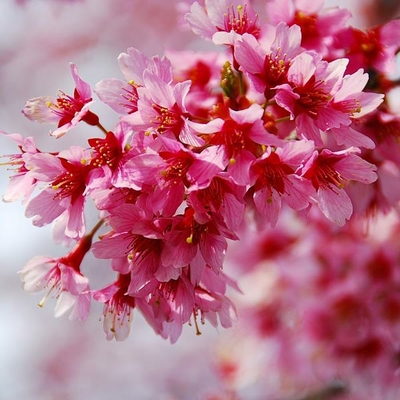 Prunus Okame (1)