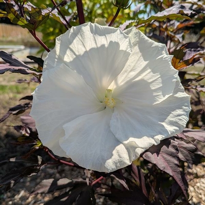 Hibiscus x moscheutos Ghost