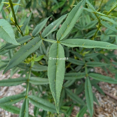 Zanthoxylum armatum (5)