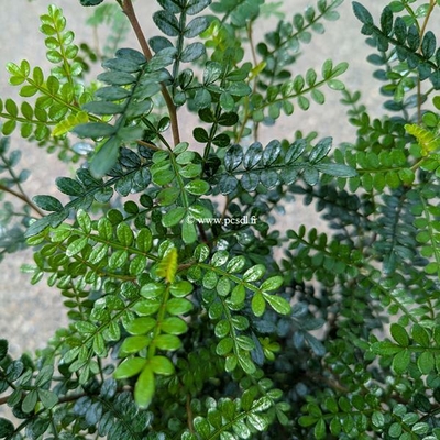 Zanthoxylum beechyanum (2)