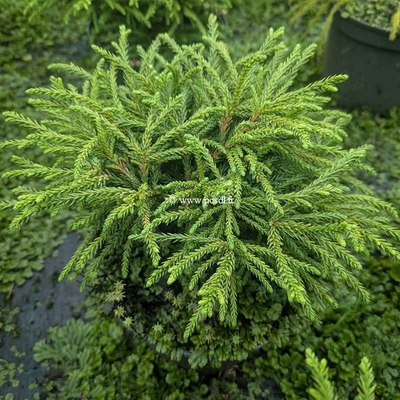 Cryptomeria japonica Little Diamond