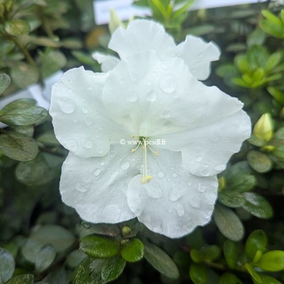 Rhododendron Encore Ivory (2)