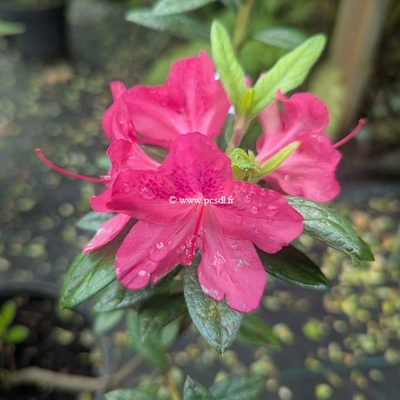 Rhododendron Encore Jewel (1)