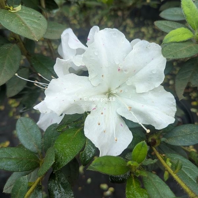 Rhododendron Encore Lily