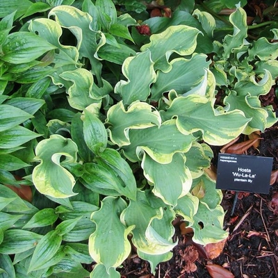 Hosta Wu La La