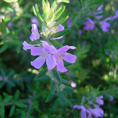 Westringia fruticosa Blue Gem