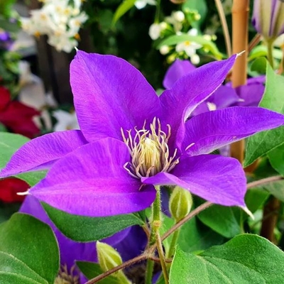 Clematis Boulevard Olympia