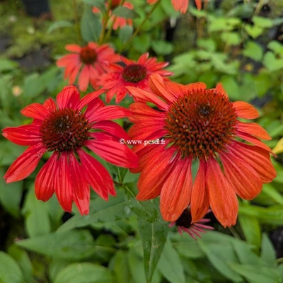 Echinacea Panama Red (3)