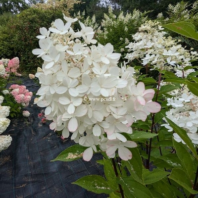 Hydrangea paniculata Panzola (7)
