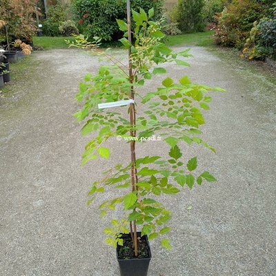 Koelreuteria paniculata Coral Sun