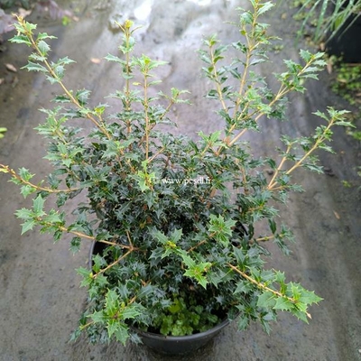Osmanthus heterophyllus Perfumed Princess