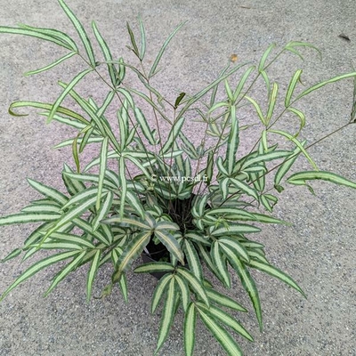 Pteris nipponica