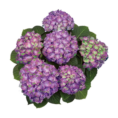 Hydrangea macrophylla Sweet Lips Purple