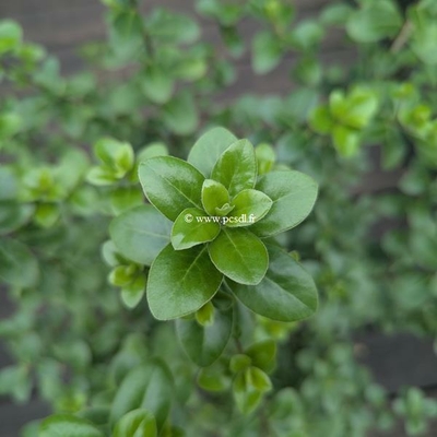 Pittosporum tenuifolium Irish Luck (1)