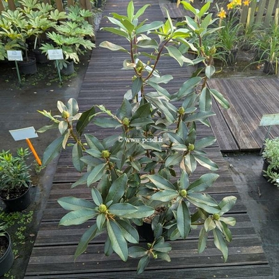 Rhododendron x Lombok