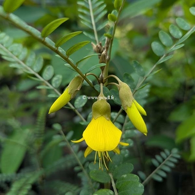 Sophora microphylla Sun King