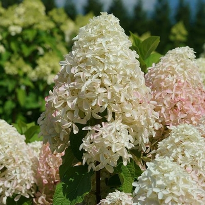 Hydrangea paniculata Quickfire Fab (1) (2)