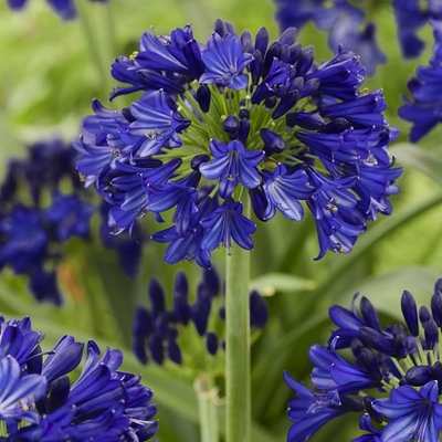 Agapanthus Midnight Sky (15)