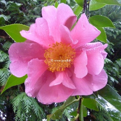 Camellia Dream Girl (2)