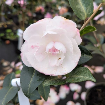Camellia sasanqua Hime Botan (1)