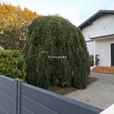 Sophora japonica Pendula