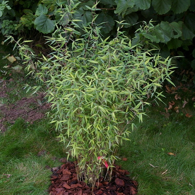 Fargesia nitida Red Dragon